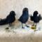 Three bird rebels, Tempest, Magenta Moon, and Wispy